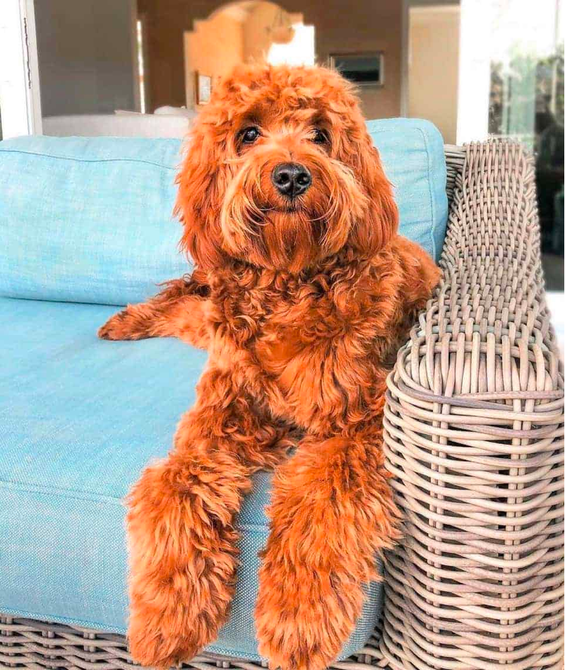 red f1b goldendoodle