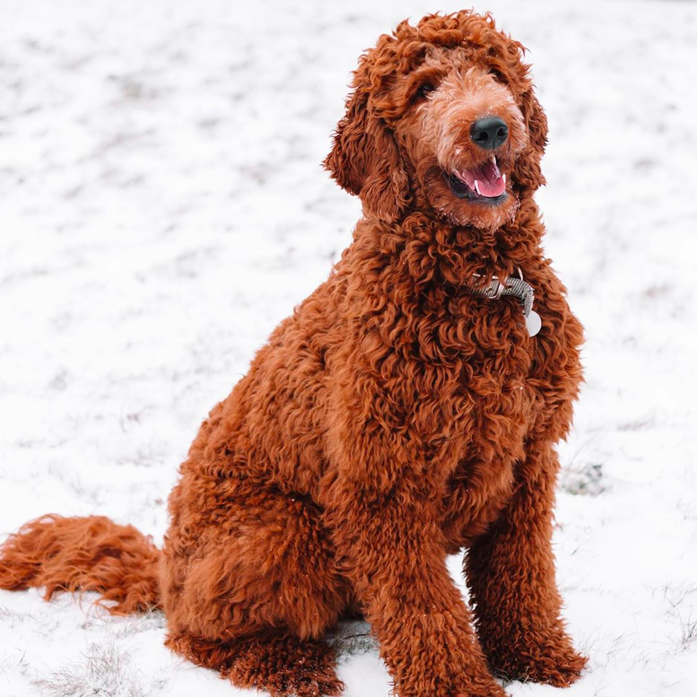 red goldendoodle