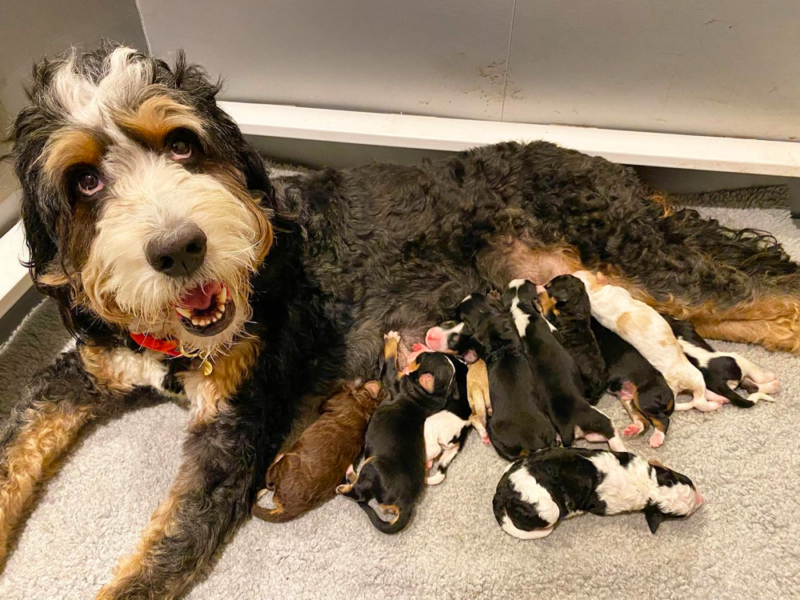 Top 10 Best Bernedoodle Breeders in Florida (FL)