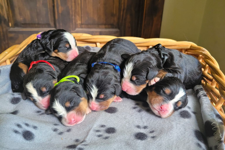 Bernese Mountain Dog Puppies In New York