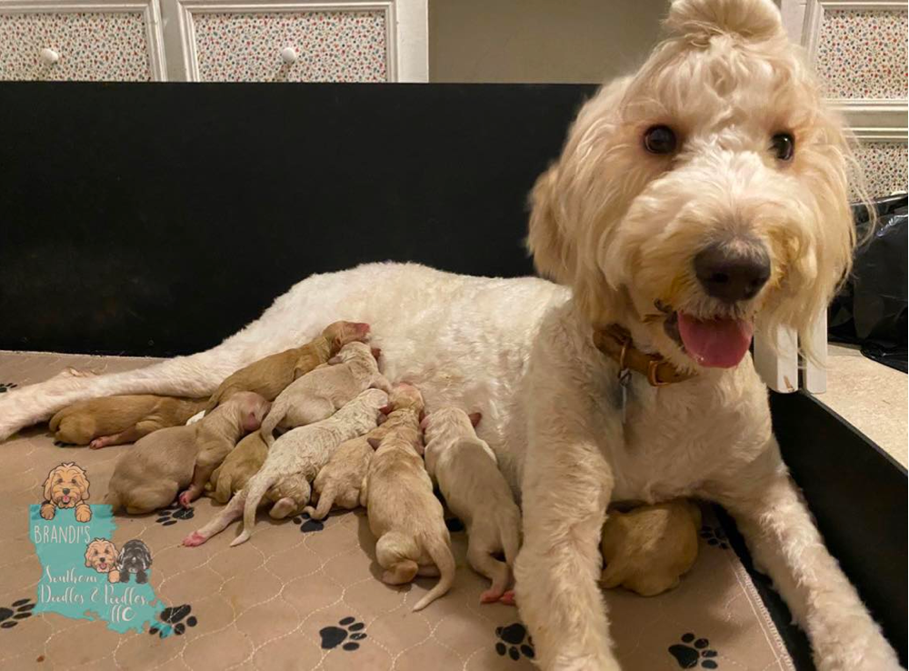 Goldendoodle Puppies For Sale in Louisiana 