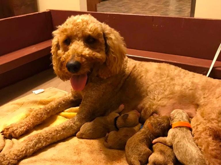 F1B Goldendoodle in SC
