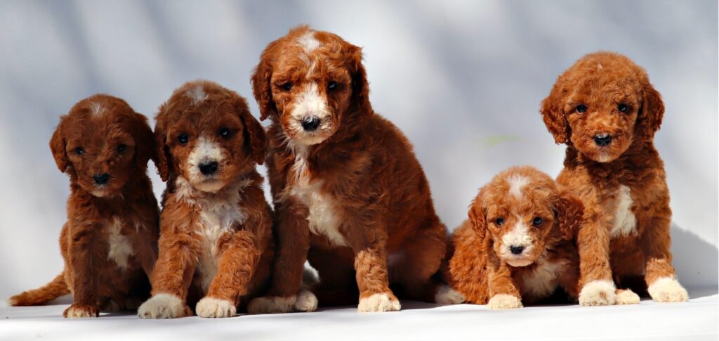 F1b Medium Goldendoodles