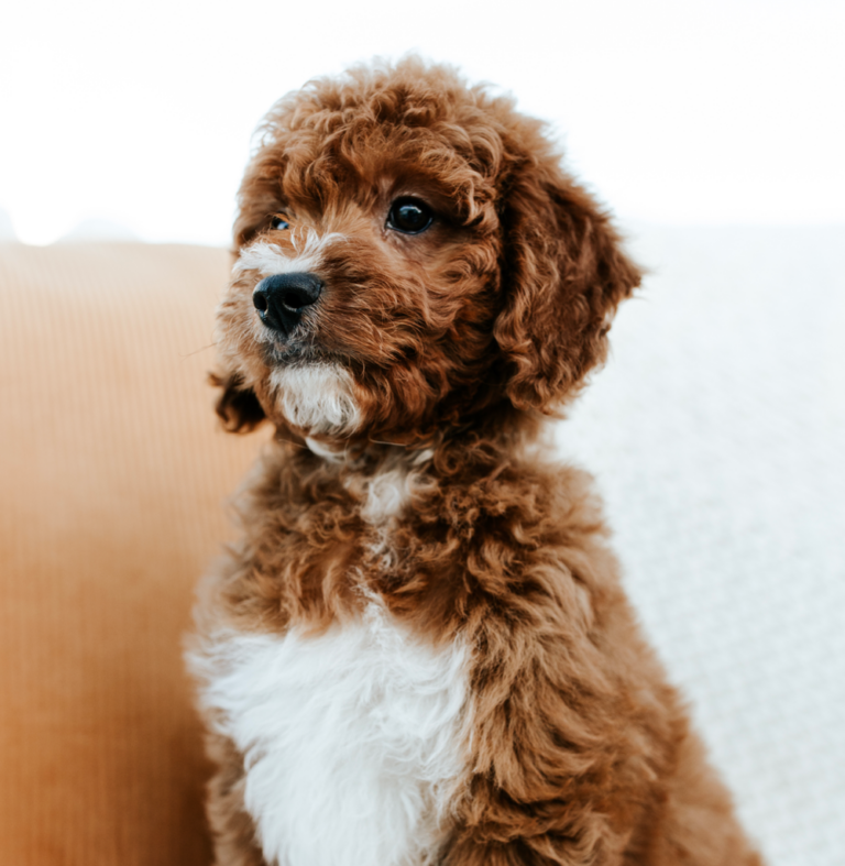 F2B Goldendoodle: What You Probably Didn’t Know