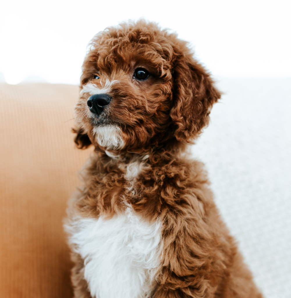 F2B Teddy Bear English Goldendoodles