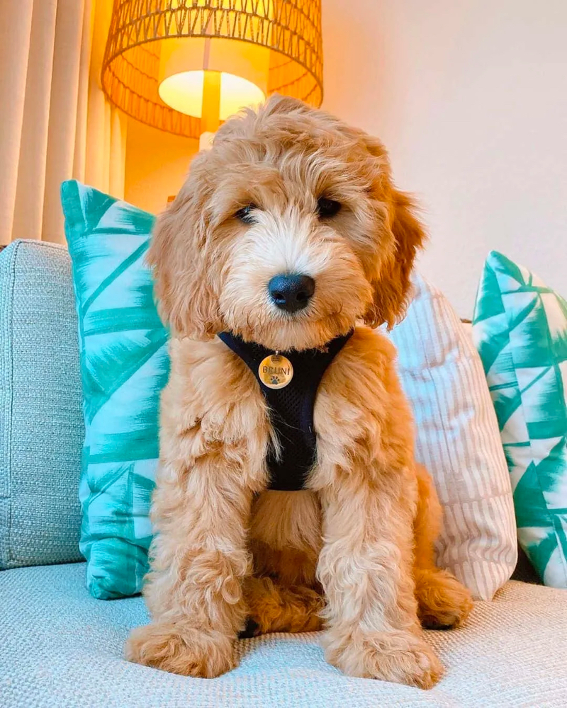 F2b Goldendoodle Puppy