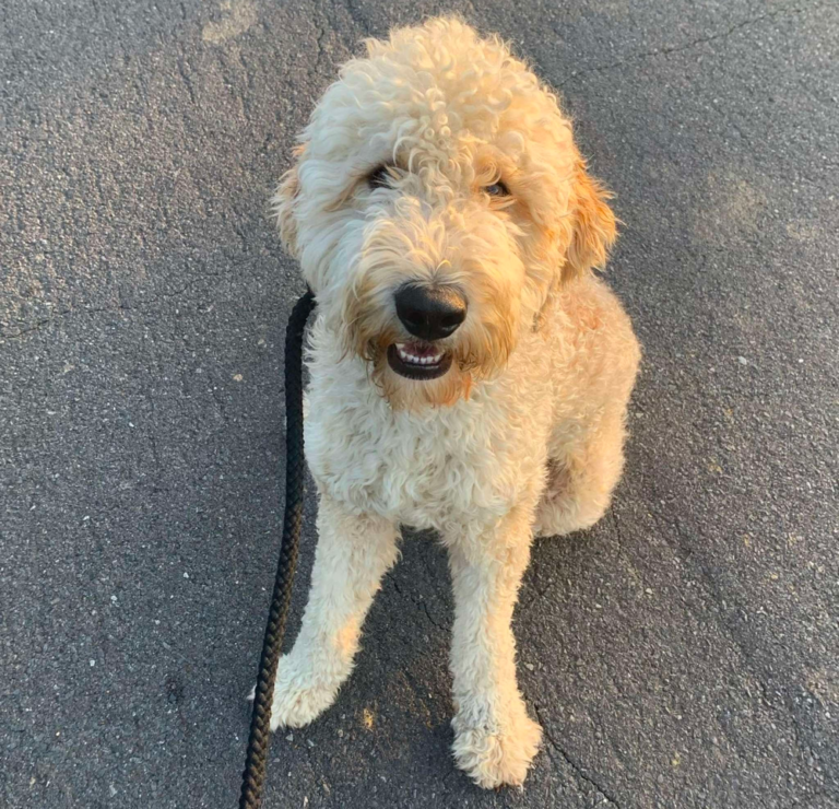 F2B Goldendoodle: What You Probably Didn’t Know