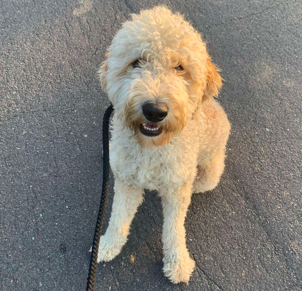 Full Grown F2B Goldendoodle