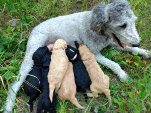 Glacier Goldendoodles