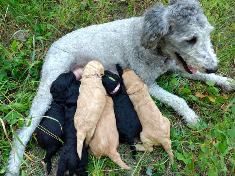 Glacier Goldendoodles