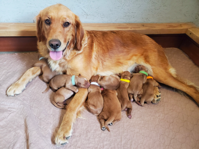Top 10 Best Golden Retriever Breeders in Idaho (ID)