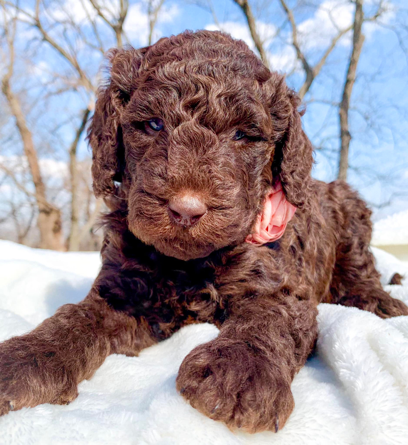 Golden Ridge Goldendoodles