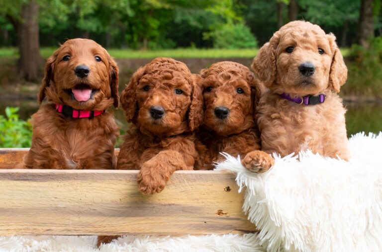 Top 12 Best Goldendoodle Breeders in Louisiana (LA)