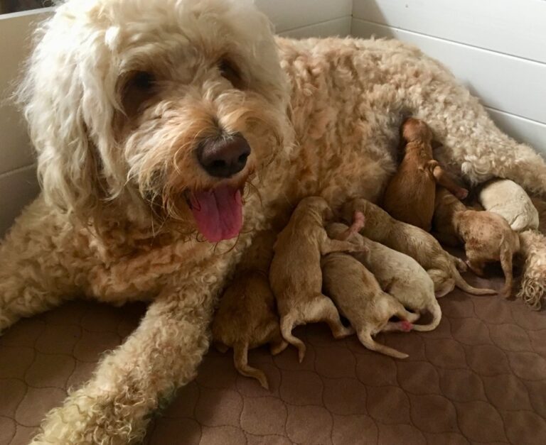 Top 6 Best Goldendoodle Breeders in Kansas State