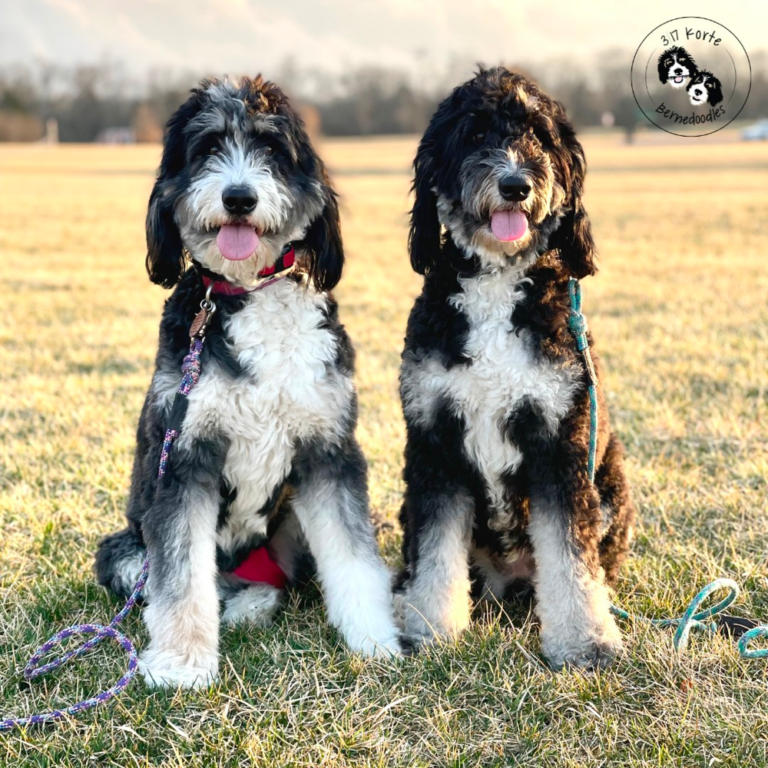 Top 10 Best Bernedoodle Breeders in Ohio (OH)