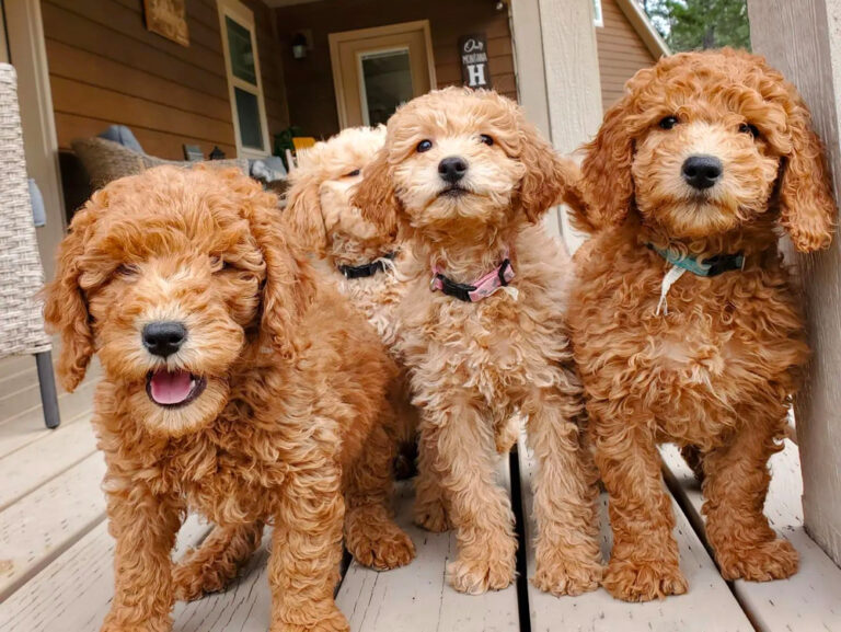 Top 9 Best Goldendoodle Breeders in Montana (MT)