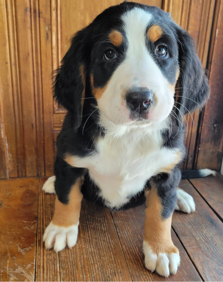 Top 5 Best Bernese Mountain Dog Breeders In New York (NY)