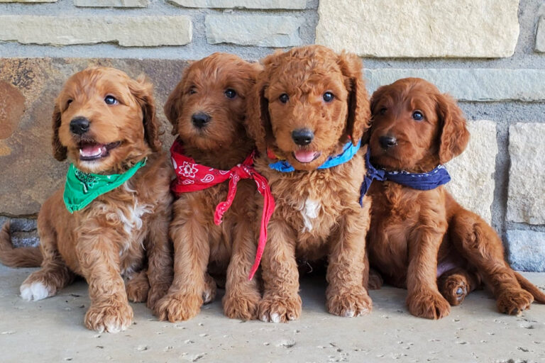 Providence Goldendoodle Kennels