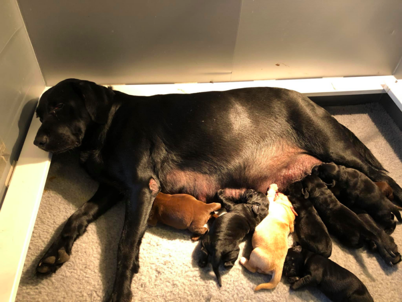 Top 10 Best Labrador Retriever Breeders in Kansas