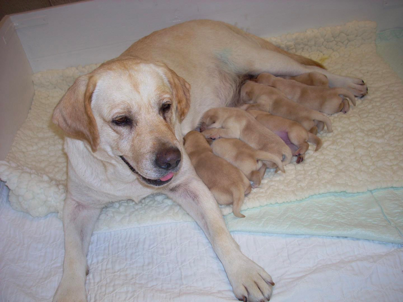 Rocky Flats Labradors Kennel