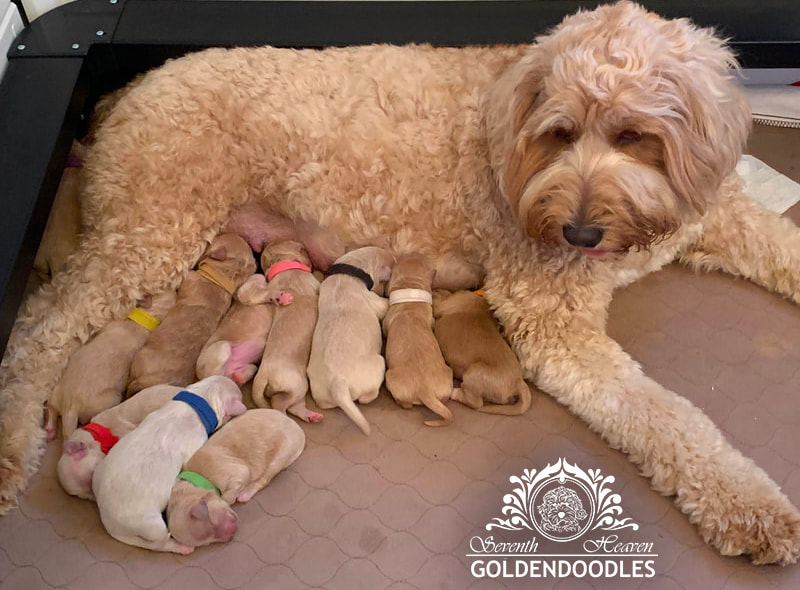 Goldendoodle puppies in South Carolina