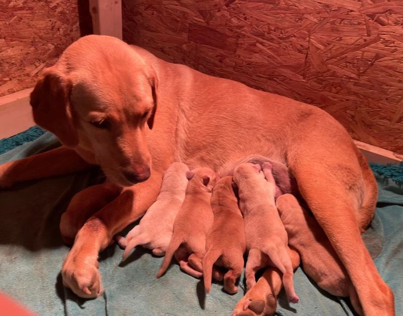 Sunny Hearts Farm Labradors