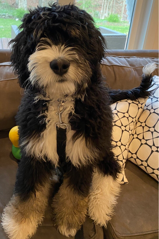 The Paw Pad Bernedoodle