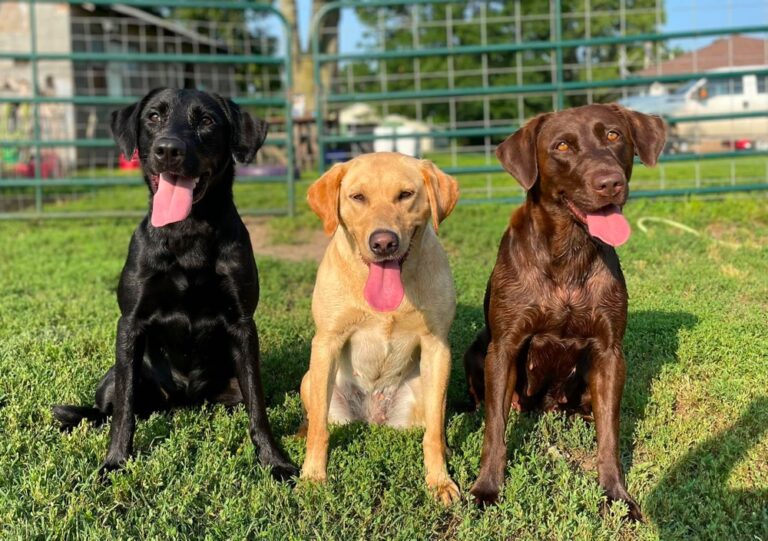 Top 10 Best Labrador Retriever Breeders in Kansas