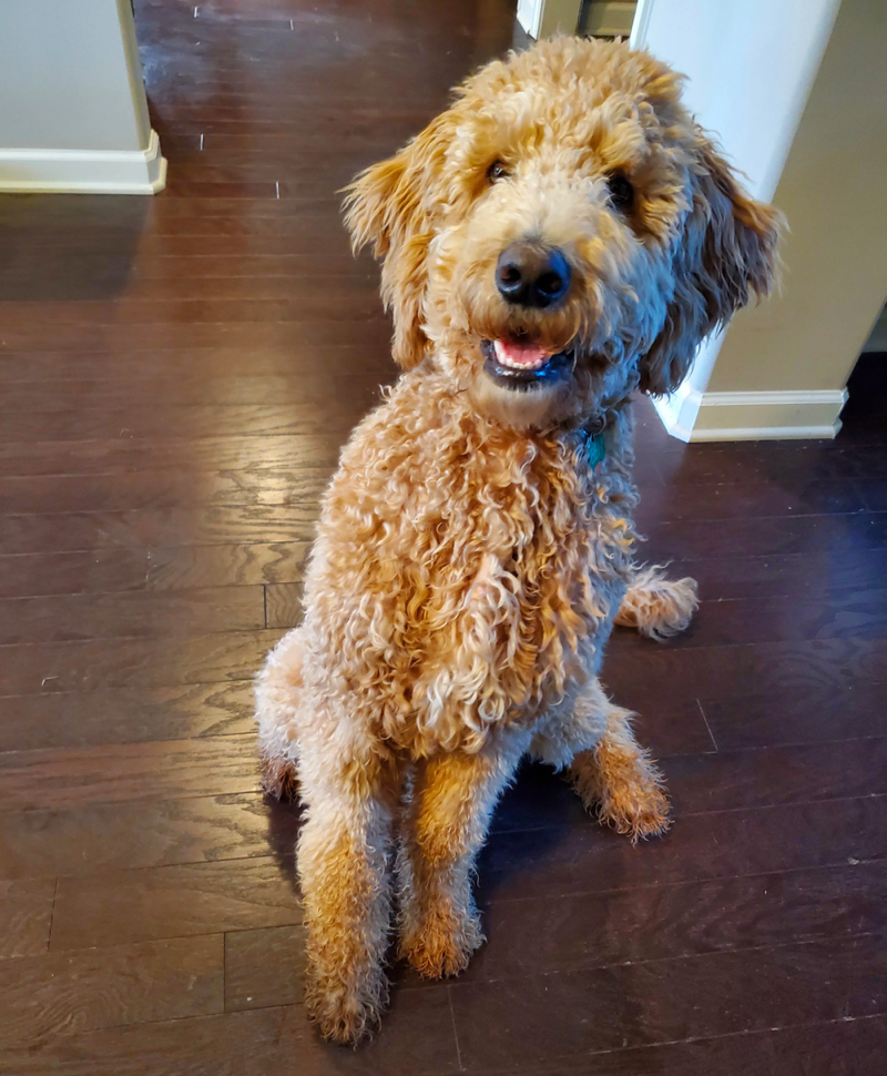 f2b goldendoodle size