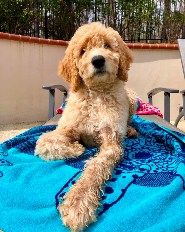 F2B Goldendoodle: What You Probably Didn’t Know