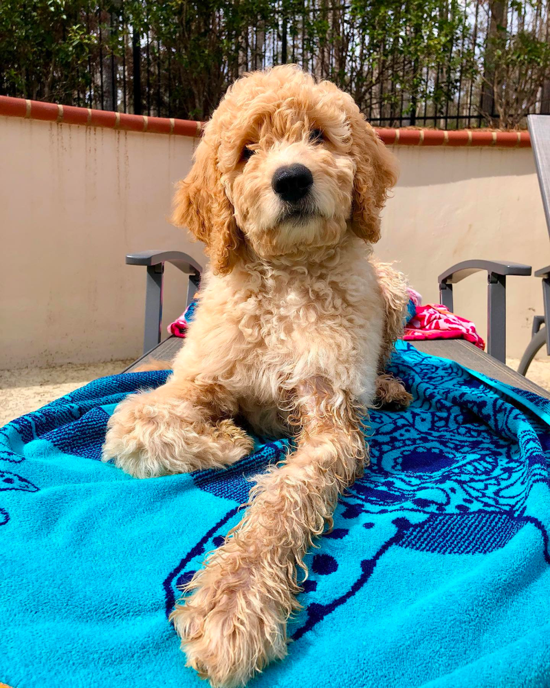 f2b straight coat Goldendoodle