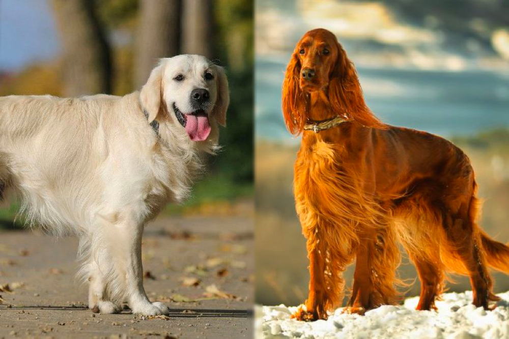 golden retriever and irish setter