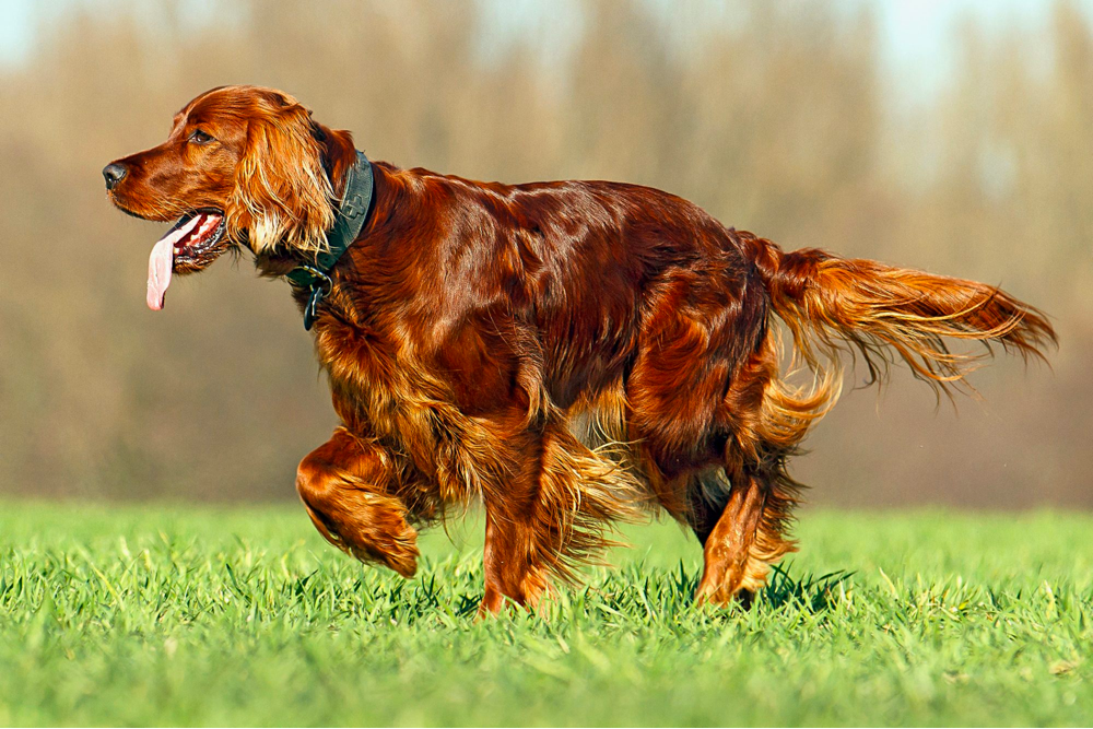 Golden Retriever vs. Irish Setter Picking the Right Companion