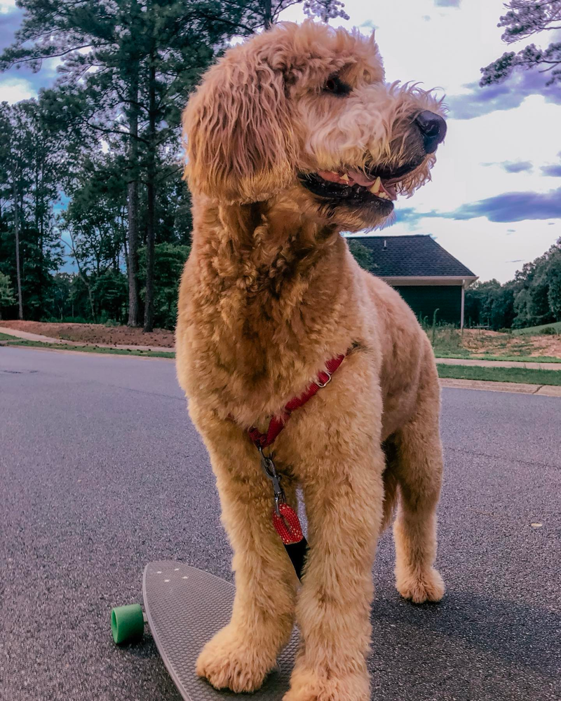 what is f2b goldendoodle