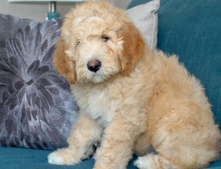 17+ Facts About Apricot Goldendoodles You Probably Didn’t Know
