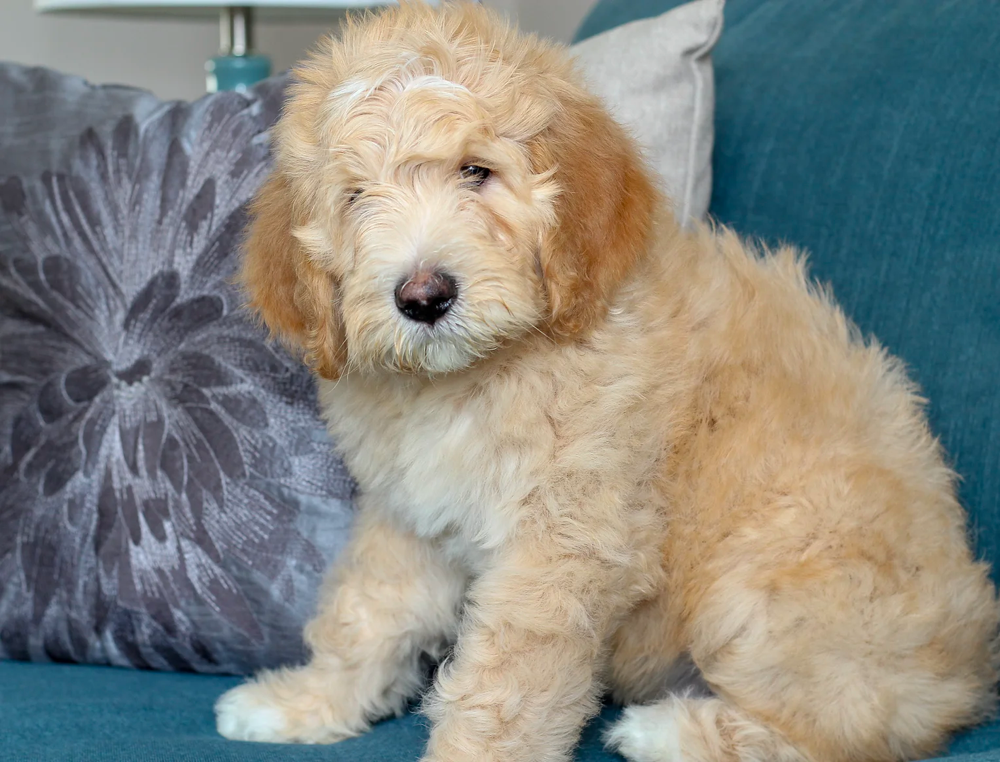 Apricot Abstract Goldendoodle