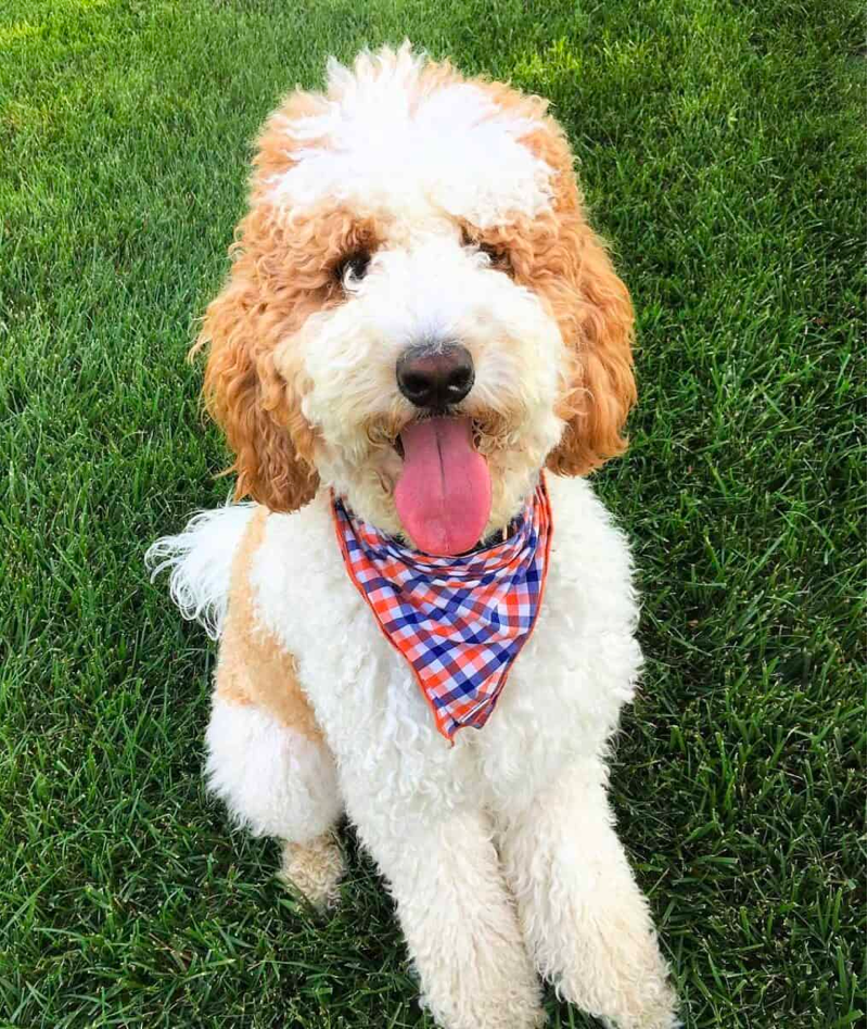 Apricot Parti Goldendoodle