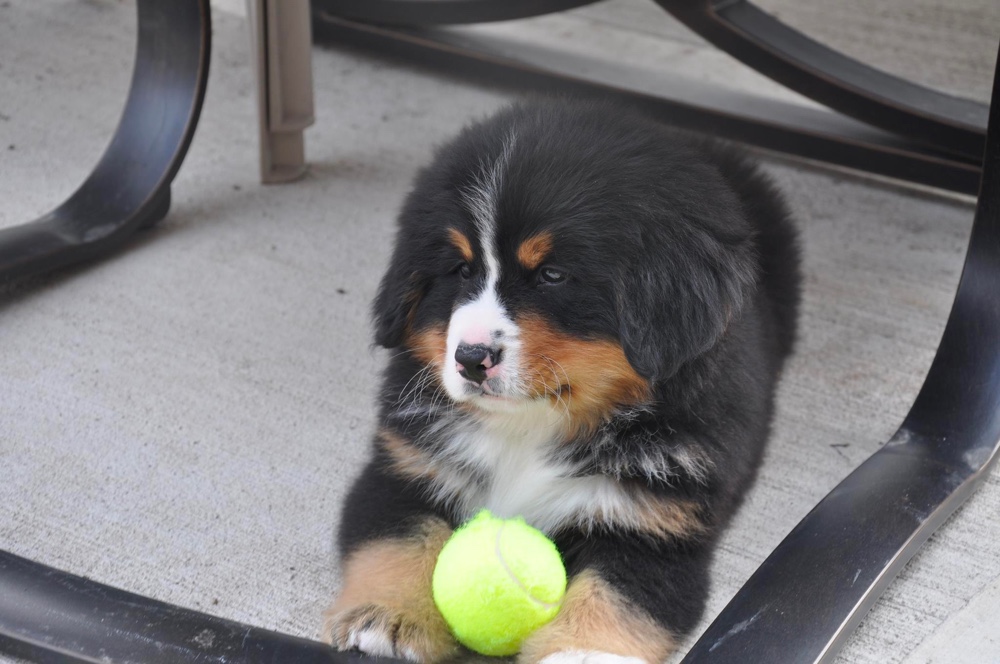 Brookhills Bernese Mountain Dogs