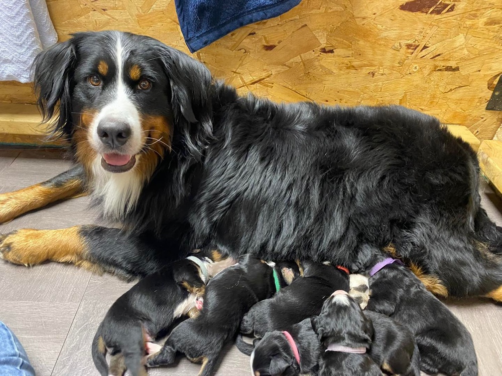 Carbone Canines Bernese Mountain Dogs