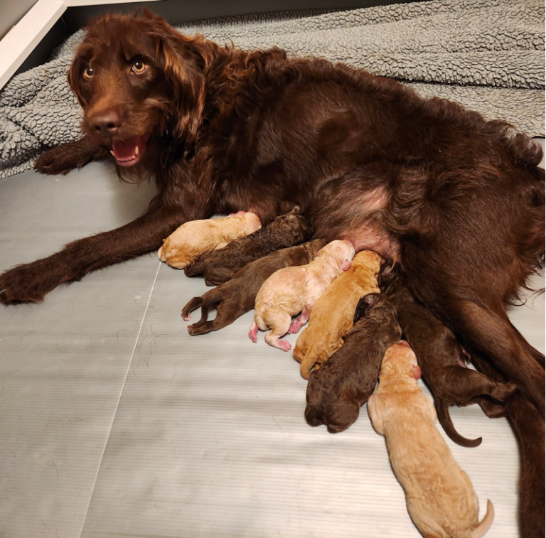 Top 10 Best Goldendoodle Breeders In Maine (ME)