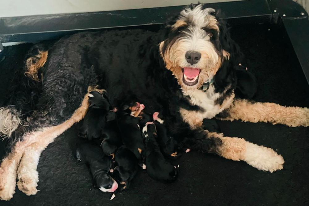 Bernedoodle puppies in Colorado