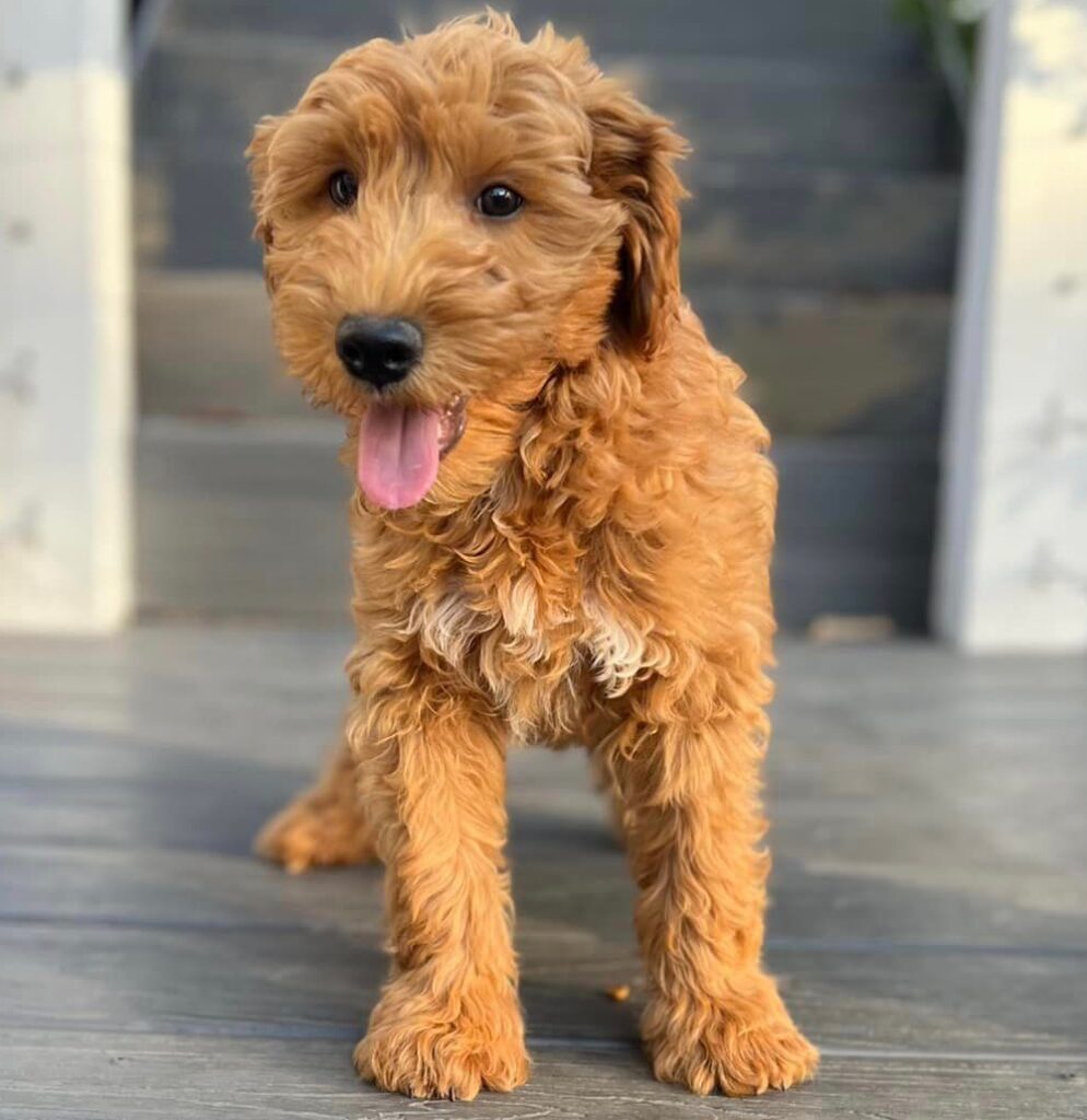 Goldendoodle Puppies in Tennessee