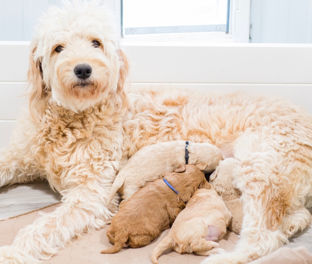 Goldendoodle Breeders in Tennessee