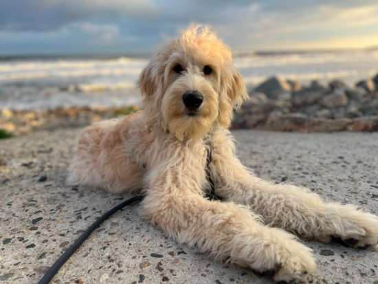 Top 10 Best Goldendoodle Breeders In Maine (ME)