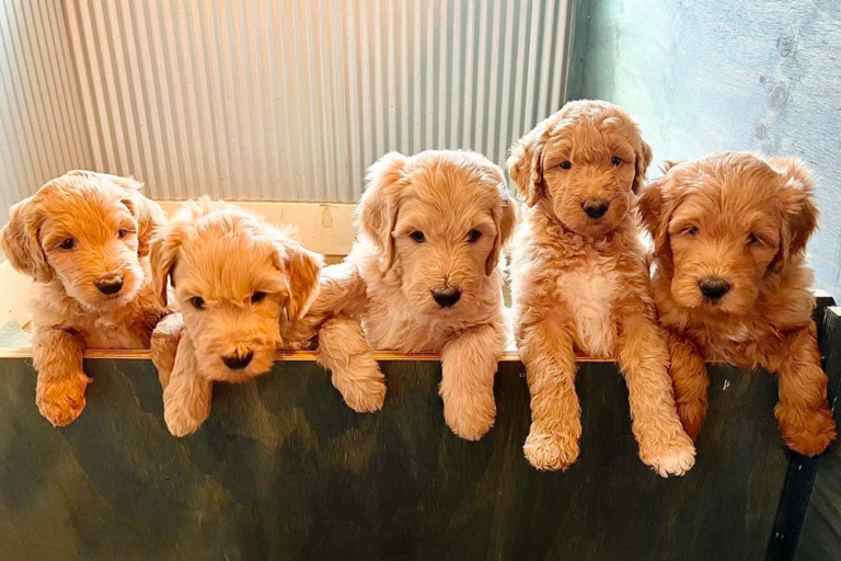 Top 7 Best Goldendoodle Breeders in Mississippi (MS)