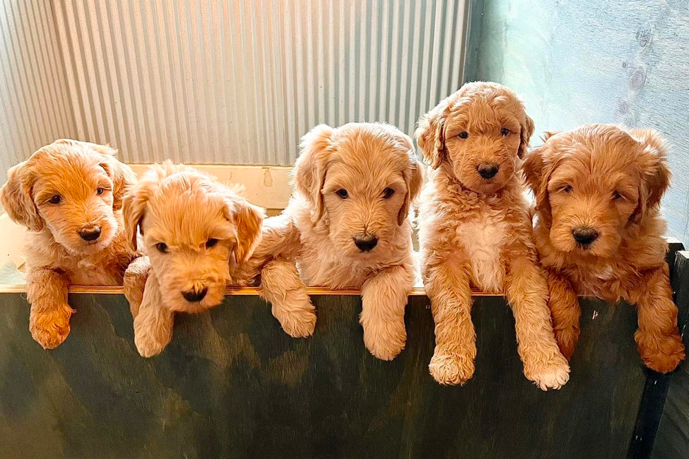 Goldendoodle Puppies for sale in Mississippi 