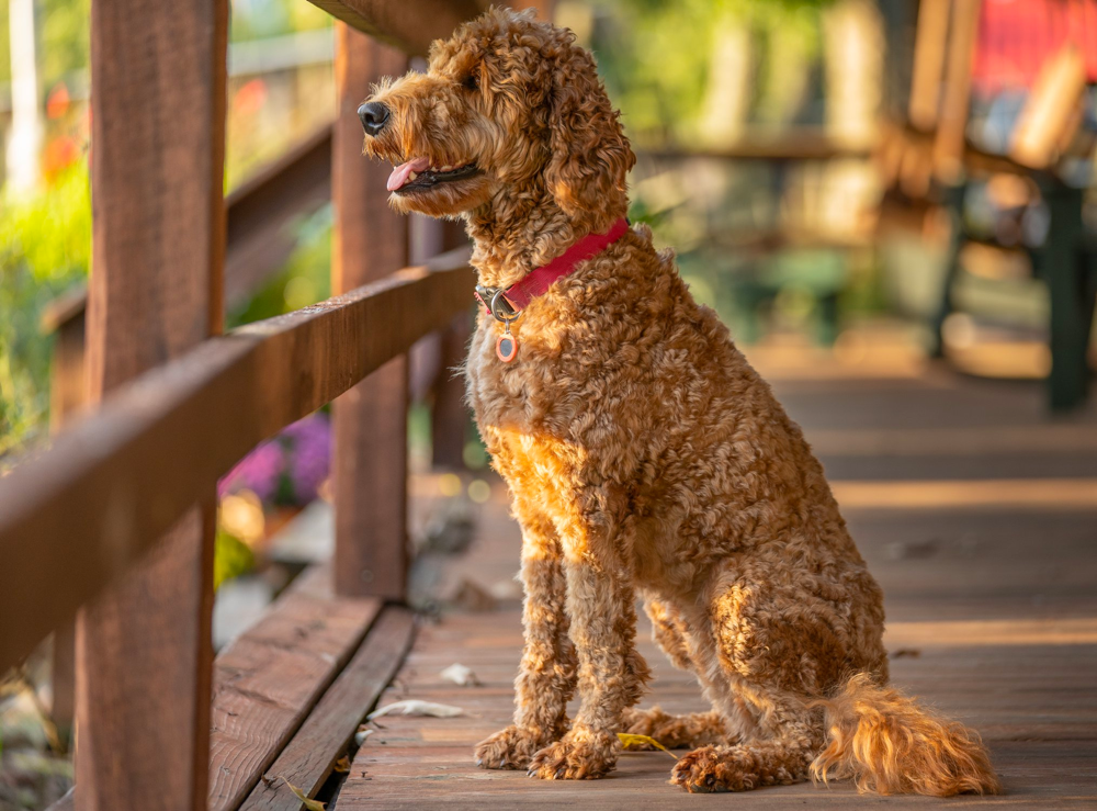 Flying Feather Farms Goldendoodles