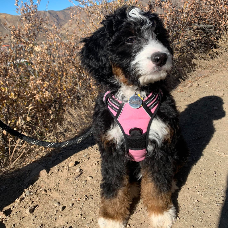 Bernedoodle puppies for sale in Colorado