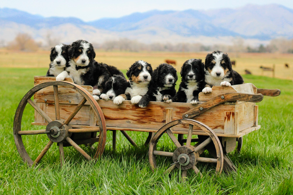 Bernedoodle Puppies in Colorado