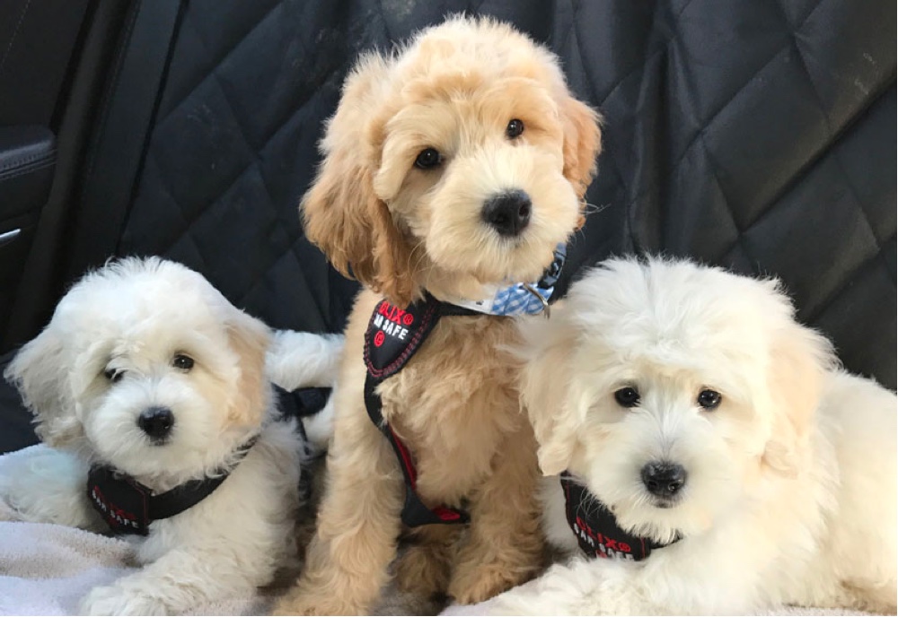 Moss Creek Goldendoodles